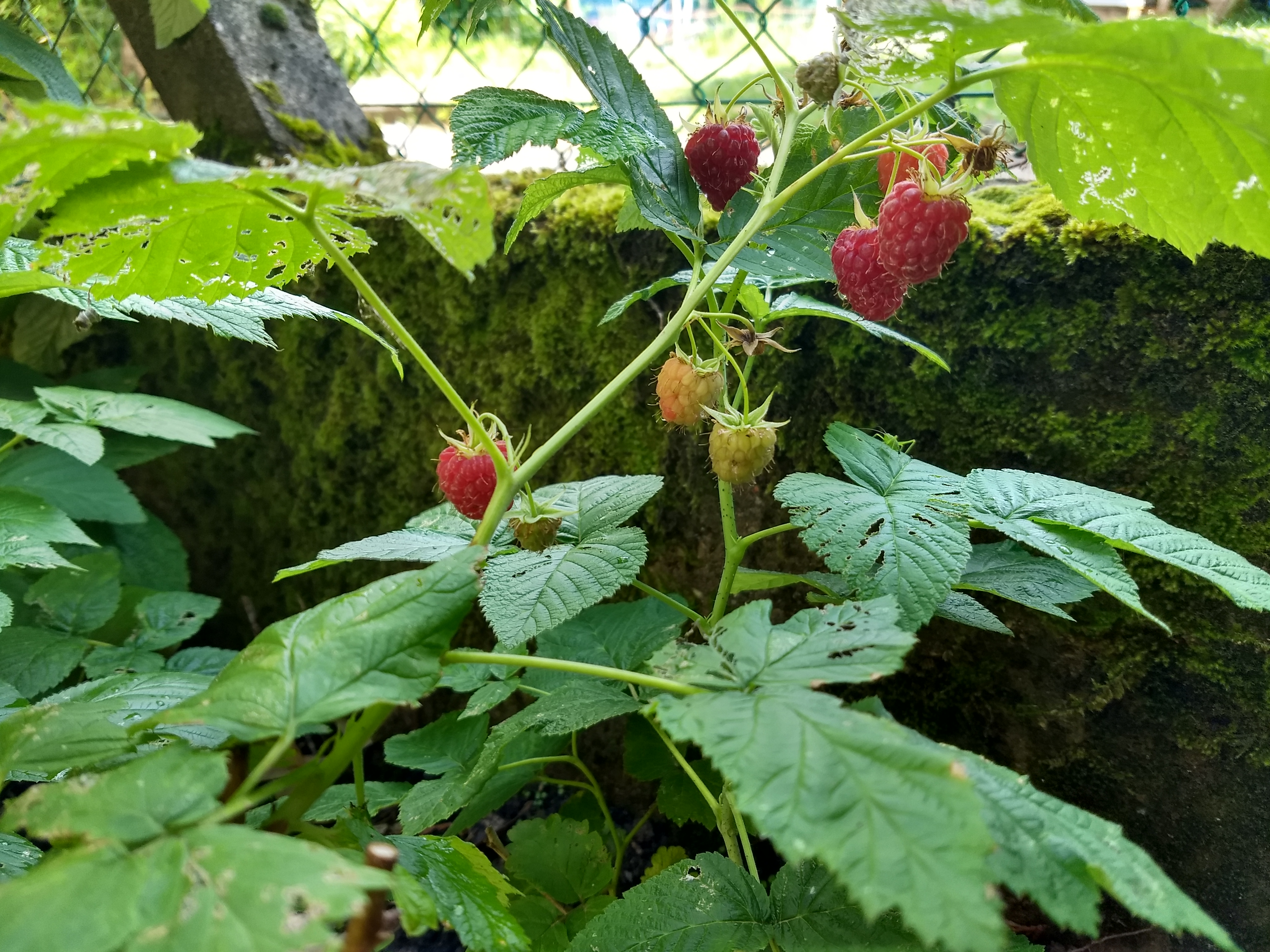 19-06-20-yard in summer (12)