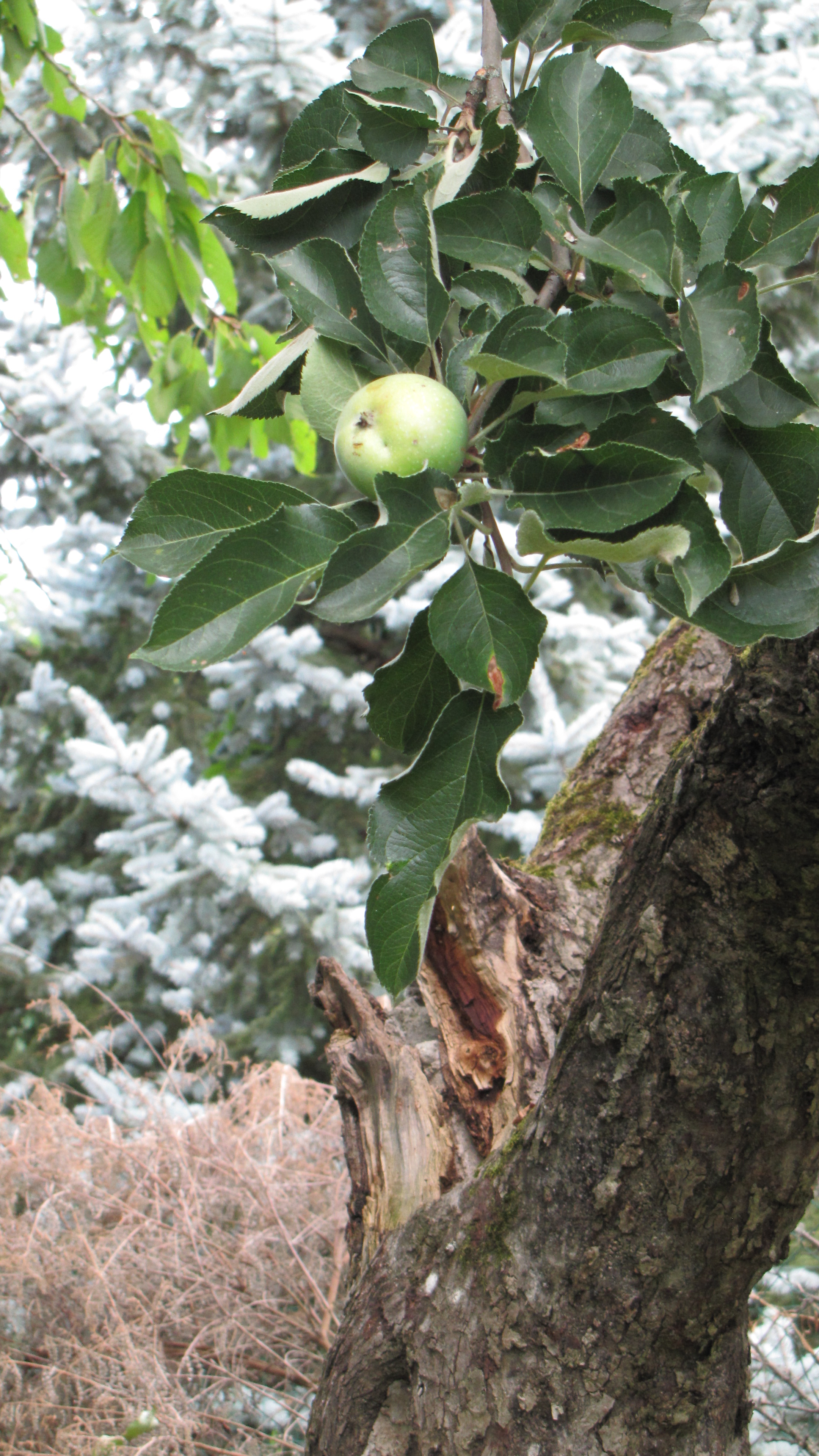 18-08-01-apples (15)