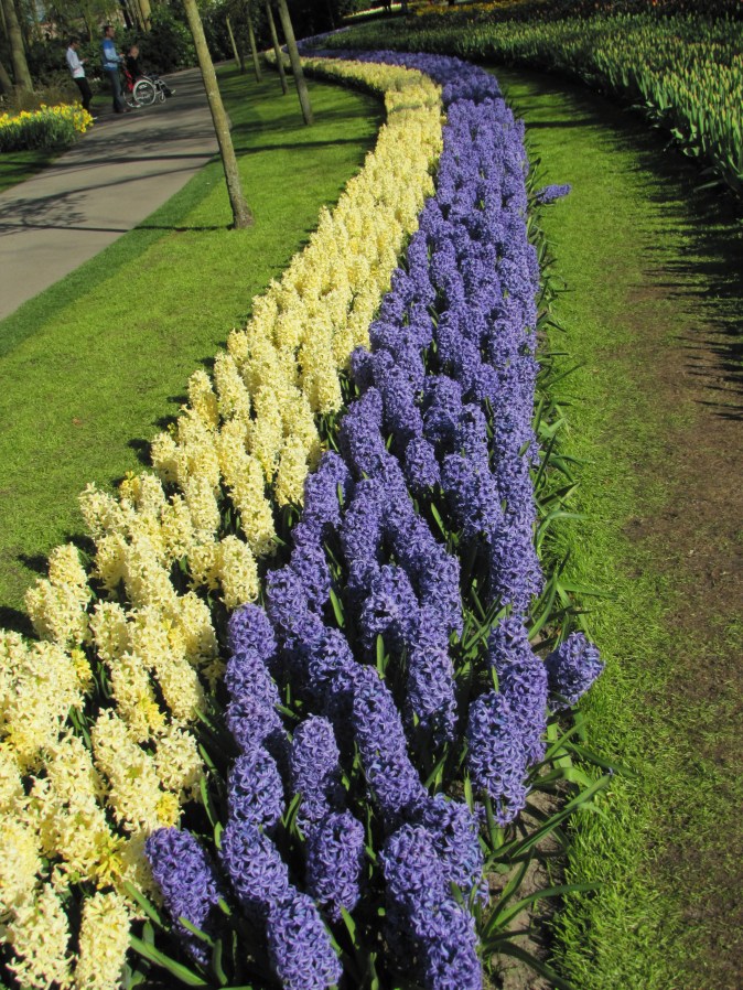 15-04-19-keukenhof gardens (34)