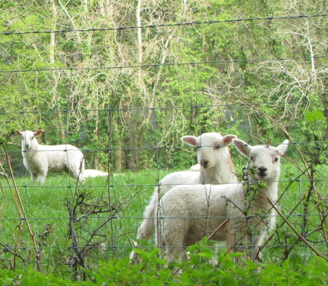 19-04-23-sheep may safely graze (10)-cropped