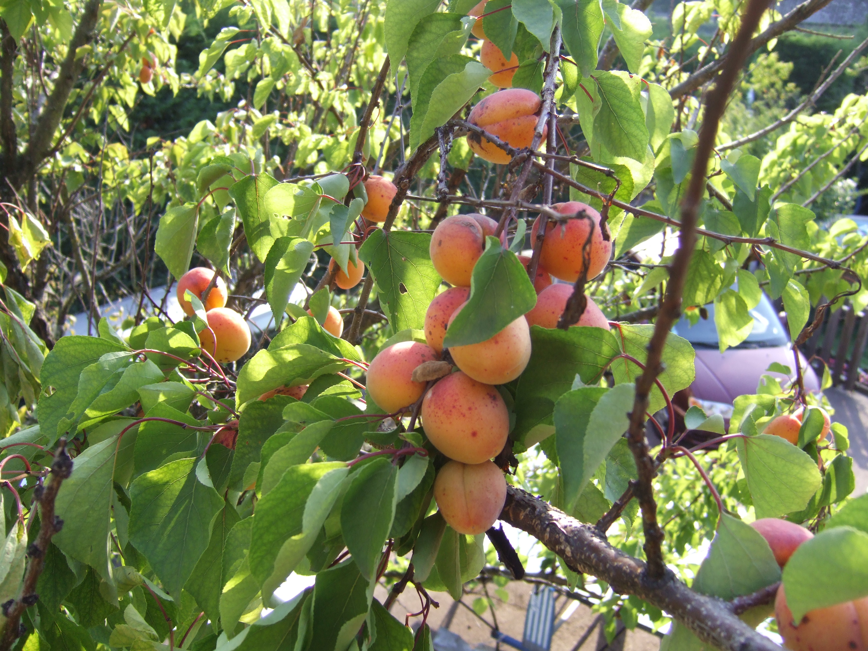 09-06-26-apricots (1)