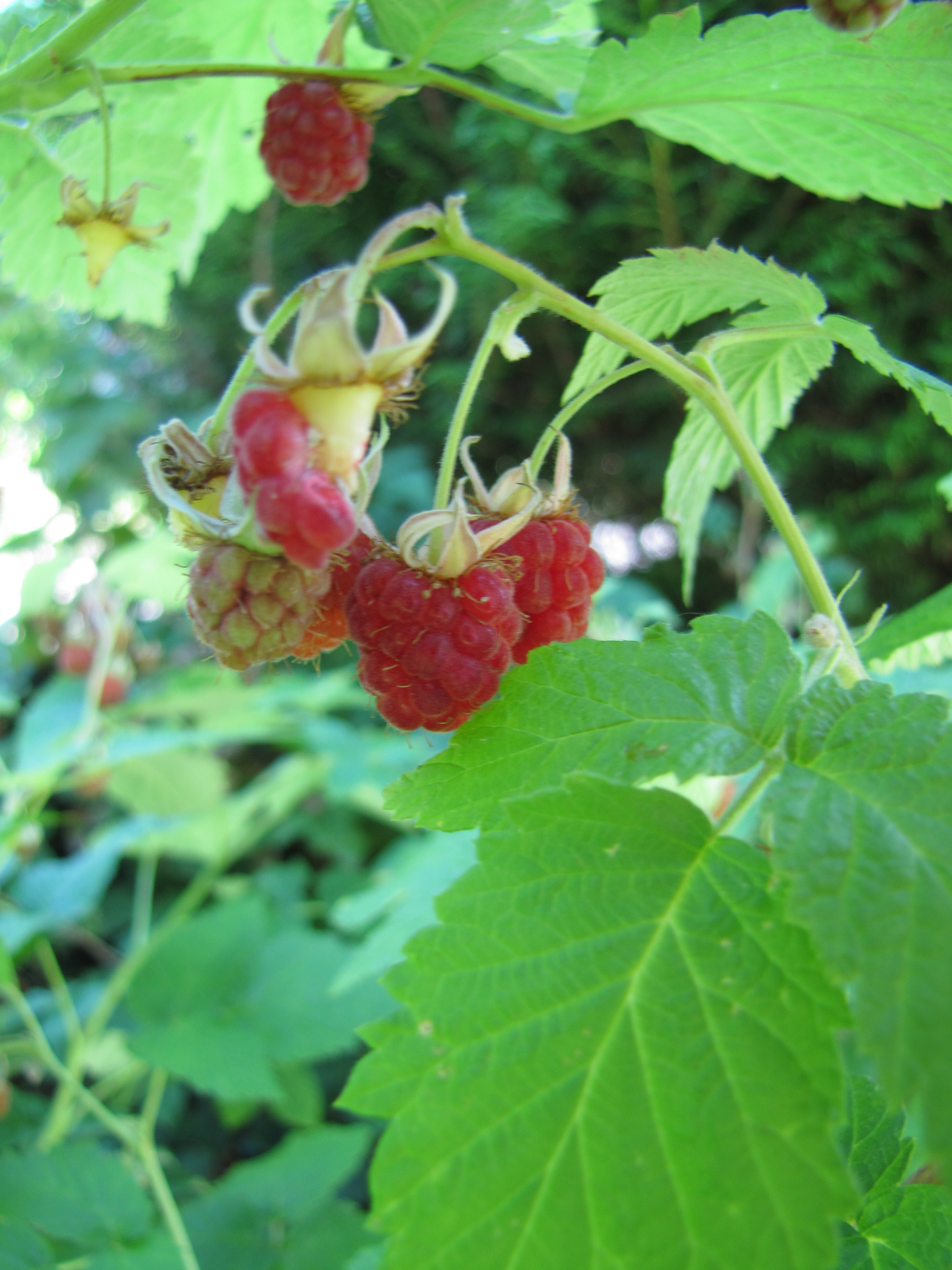 14-06-21-raspberries (6)